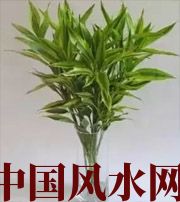 邢台十二生肖养什么植物最旺财运？你知道吗！